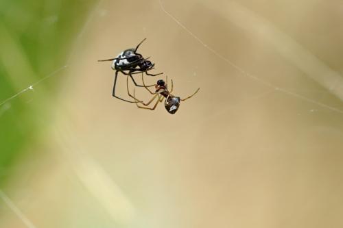 Réf. 240 237 : Argyrodes argyrodes